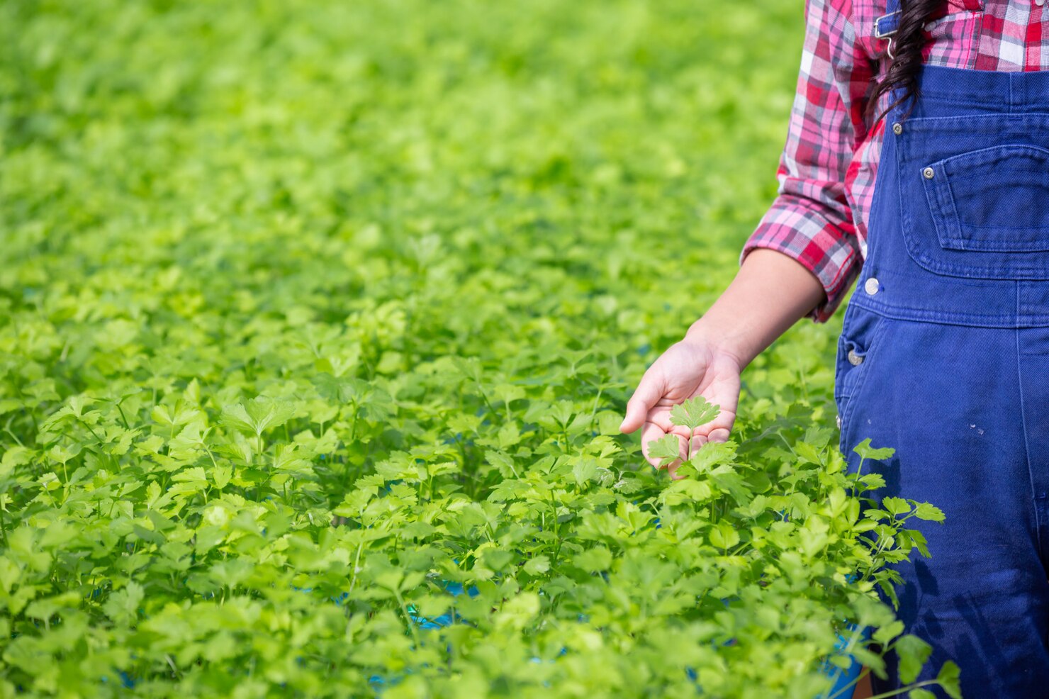 sistema-hidroponia-siembra-vegetales-hierbas-usar-tierra-salud